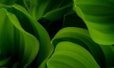 Green Sails