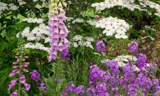 Honesty Foxglove & Dogwood