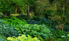 Hosta Garden