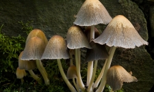 Inky Caps (Coprinus atramentarius)
