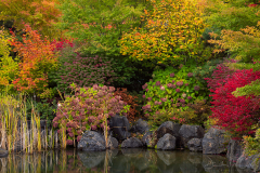 Japanese Garden Fall