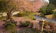 CTN11JGSP Lantern & Blossoms 2
