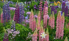 Lupine in Iris Garden