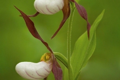Mountain Lady's Slipper Duo (Cypripedium montanum)