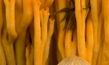 Mushroom Forest