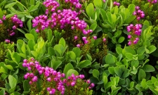 Natural Bouquet