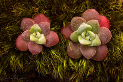 Nature's Buttons