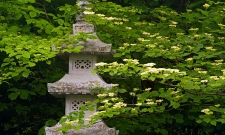 MNAJG11SP Pagoda Lantern & Dogwood
