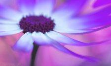 Painted Daisy (Pericallis)