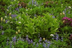 Paradise Meadow