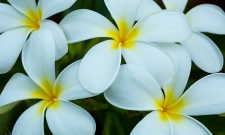 Plumeria