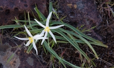 Sand Lily (Leucocrinum montanum)