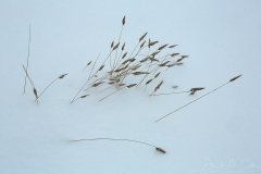 Snow Grass