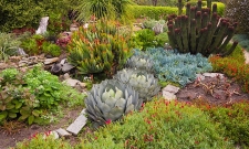Succulent Garden