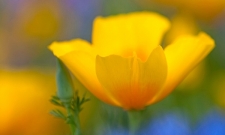 Summer Wildflowers