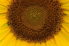 Sunflower Curl