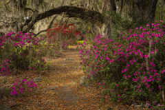 The Path