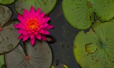 Water Lily