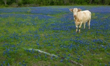 Blue Moo 2