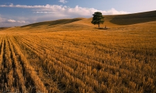 Lone Tree Fall