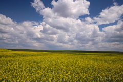 Montana Canola Country
