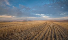 Wheatfields