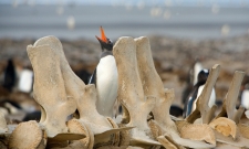 Bone Crow