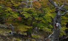 Fitz Roy Fall