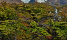 Fitz Roy Fall
