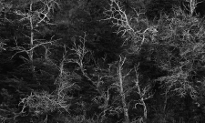 Forest Dance