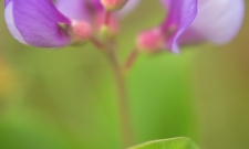 Magellan Pea (Lathyrus magallanicus)